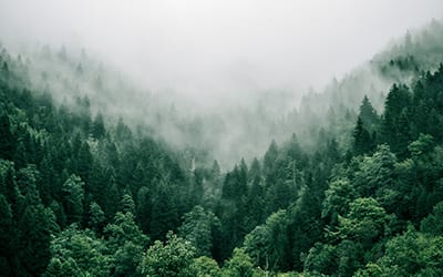 Welcome to Our New Series | Trees in the Forest of Leadership