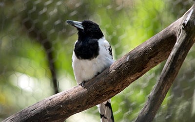 Ep.5 | Vol. 2 // Why The Butcherbird Saves Its Food